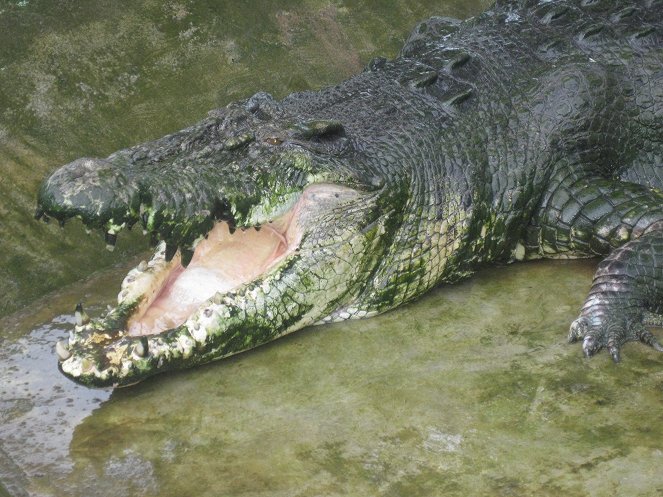 Man-Eating Super Croc - De la película