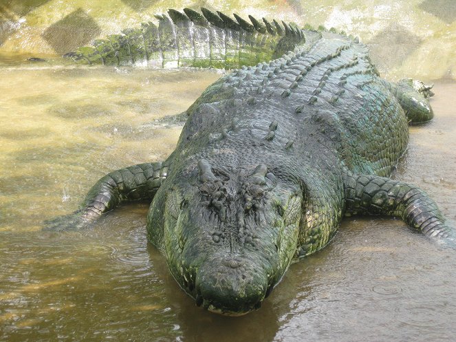Man-Eating Super Croc - Kuvat elokuvasta