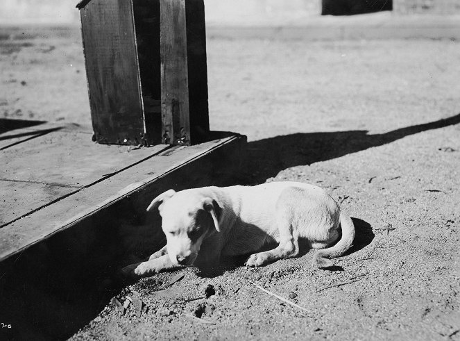 A Dog's Life - Filmfotos