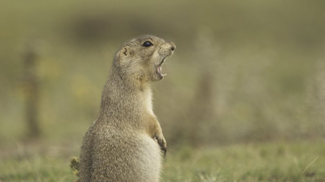 Natural World - Die Sprache der Präriehunde - Filmfotos