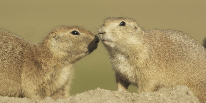 The Natural World - Prairie Dogs: The Talk of the Town - Van film