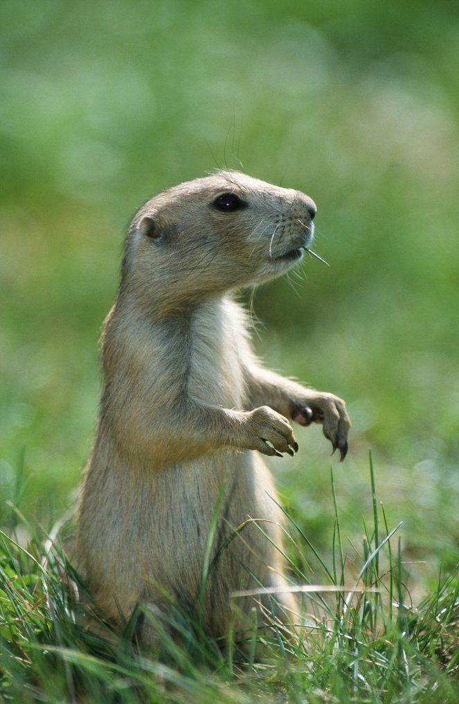 The Natural World - Prairie Dogs: The Talk of the Town - Photos
