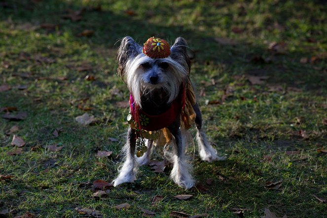 Spooky Buddies - Der Fluch des Hallowuff- Hunds - Filmfotos