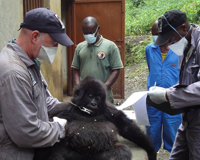 Gorilla Doctors - Photos