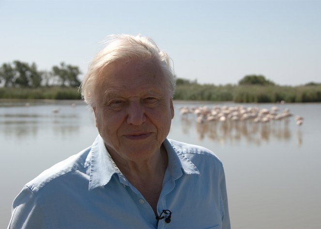 Létající monstra - Z filmu - David Attenborough