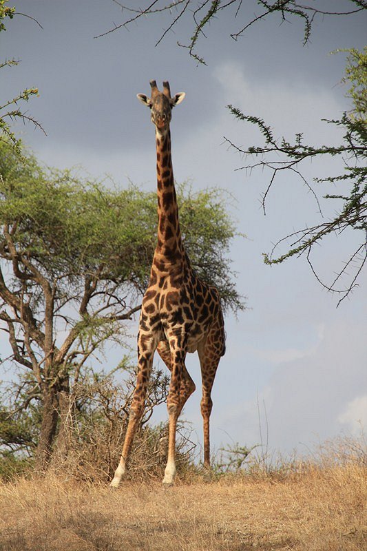 African Safari - Photos