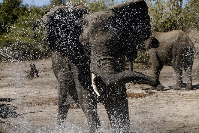 African Safari 3D - Filmfotos