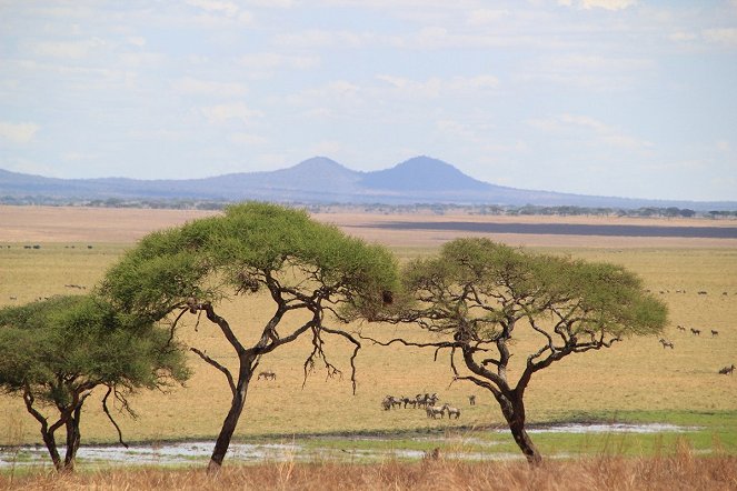 Safari em África - Do filme