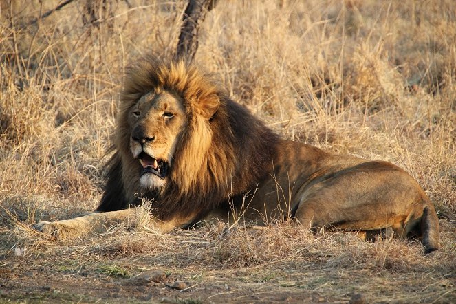 Safari em África - Do filme