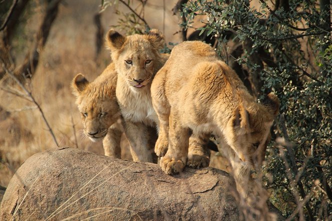 African Safari 3D - Filmfotos
