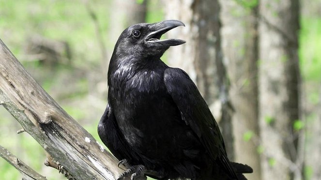 Ravens: Rascals of the Skies - Photos