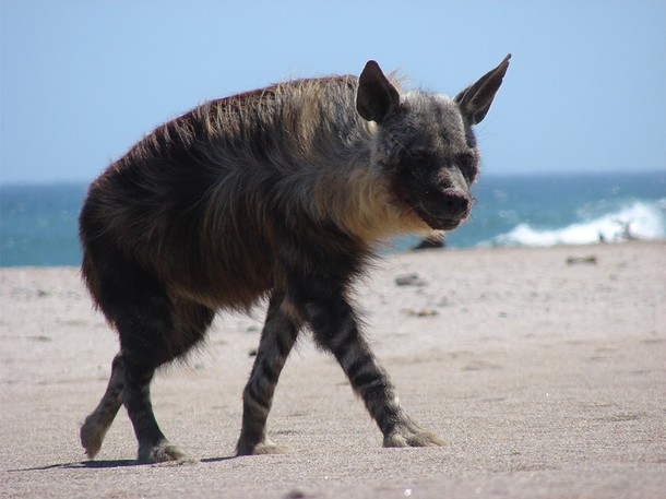 Hyena Coast - Photos
