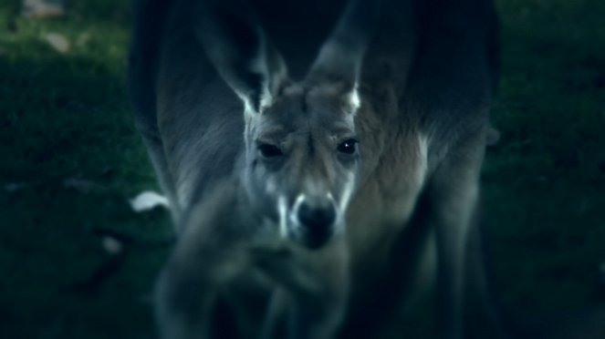 72 niebezpieczne zwierzęta: Australia - Z filmu