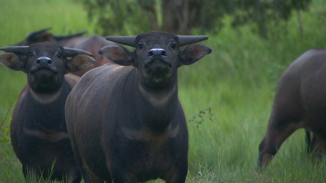 Ausztrália 72 legveszélyesebb állata - Filmfotók