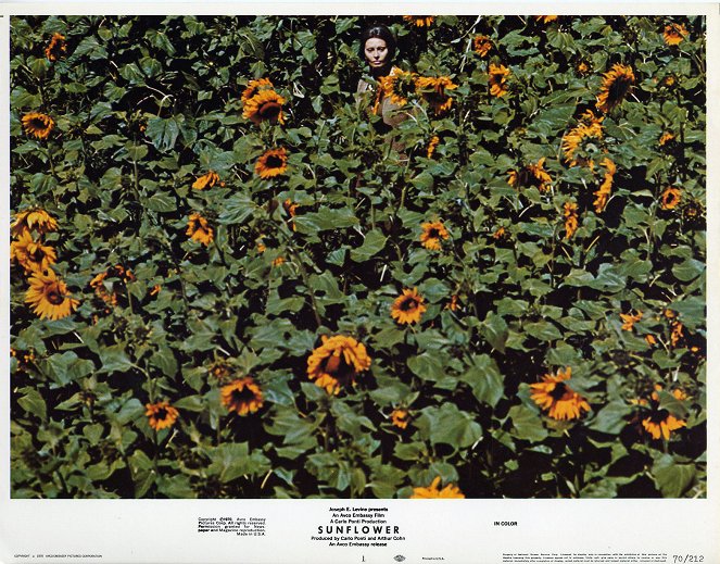 Sunflower - Lobbykaarten - Sophia Loren