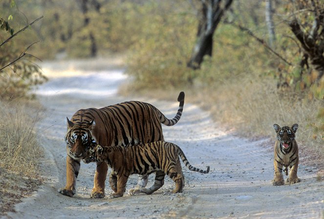 The Natural World - A Tiger Called Broken Tail - De la película