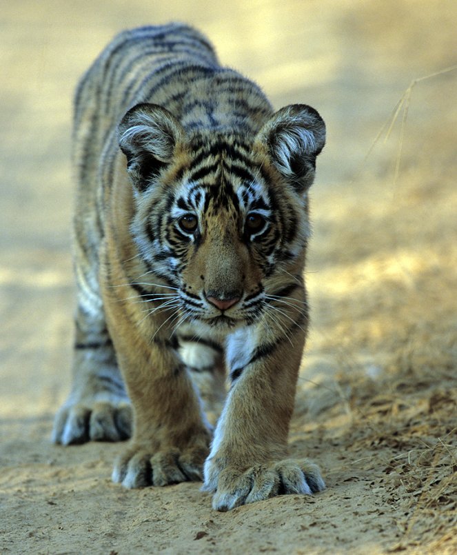 The Natural World - A Tiger Called Broken Tail - Z filmu