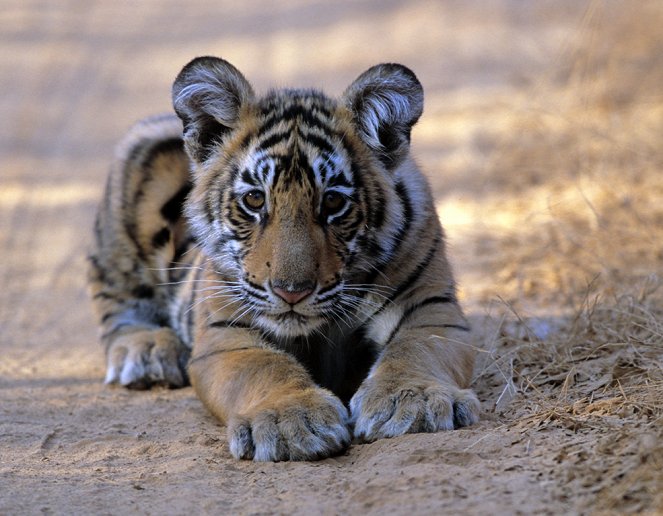 The Natural World - A Tiger Called Broken Tail - Photos
