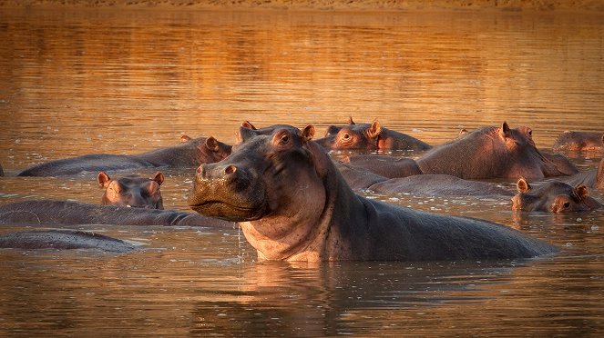 Turf War: Lions And Hippos - Van film