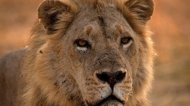Turf War: Lions And Hippos - Van film