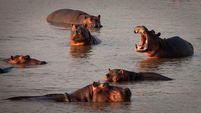 Turf War: Lions And Hippos - Kuvat elokuvasta
