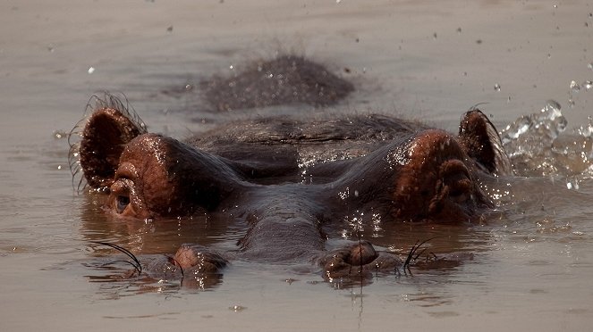 Oroszlánok a vízilovak ellen - Filmfotók