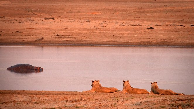 Turf War: Lions And Hippos - Kuvat elokuvasta