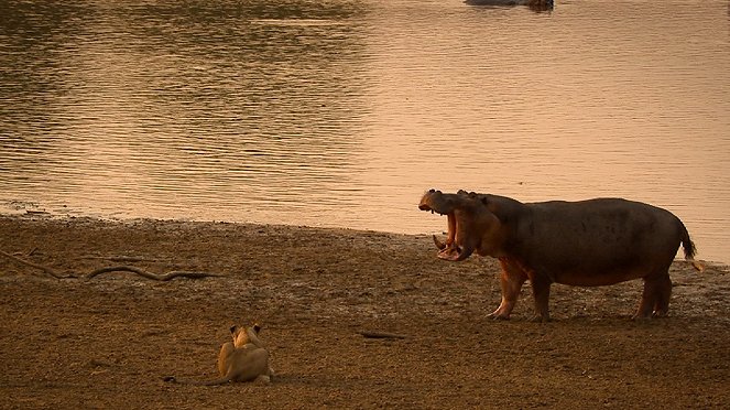 Turf War: Lions And Hippos - Filmfotos
