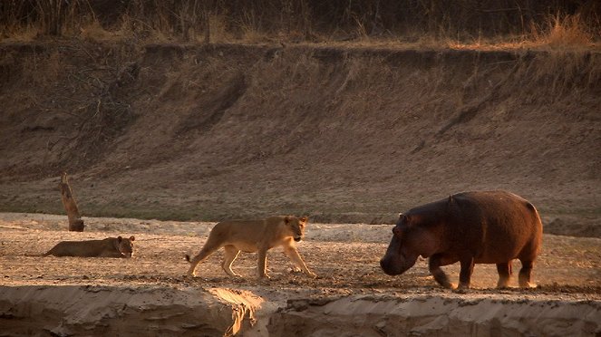 Turf War: Lions And Hippos - Z filmu