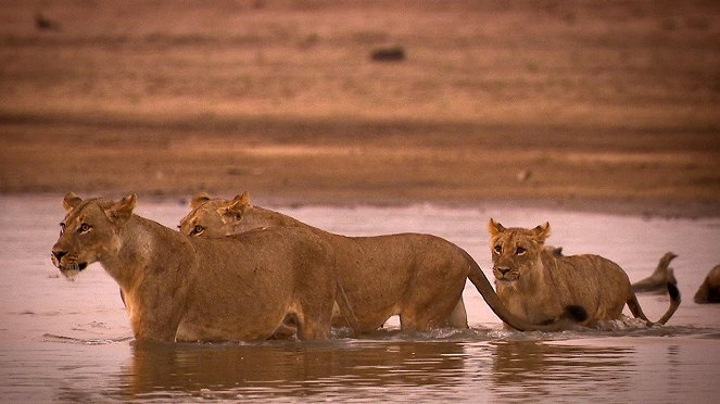 Turf War: Lions And Hippos - Photos