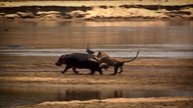 Turf War: Lions And Hippos - Photos