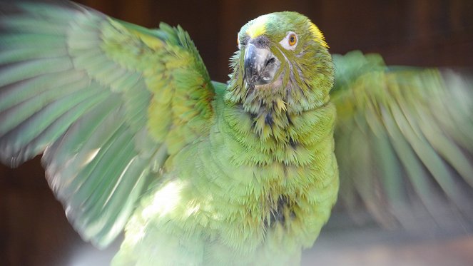 Parrot Confidential - Photos