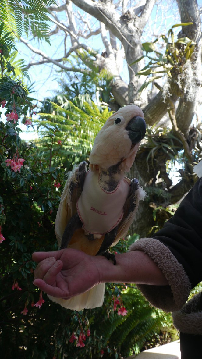 Parrot Confidential - Filmfotos