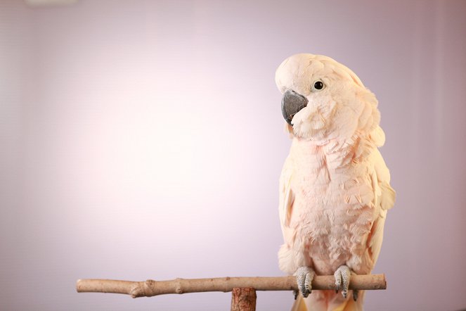 Parrot Confidential - Film