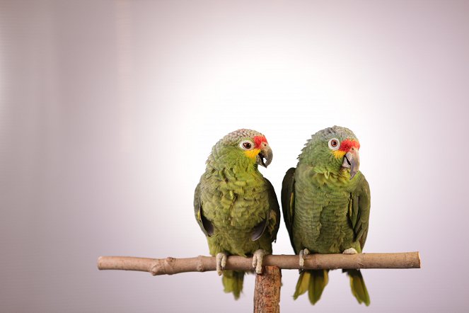 Tajemství papoušků - Z filmu