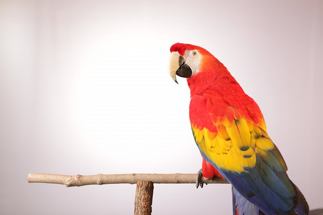 Parrot Confidential - Van film