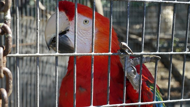 Parrot Confidential - Photos