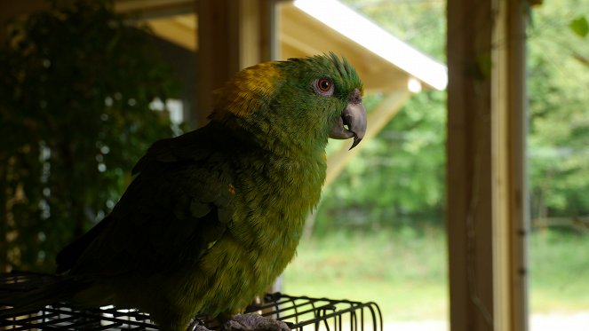 Tajemství papoušků - Z filmu
