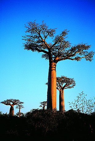 Madagascar : Grandeur nature - Filmfotók