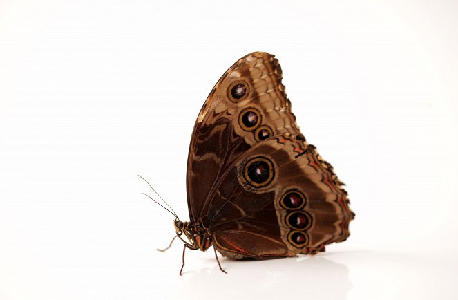 Metamorphosis: The Science of Change - Photos