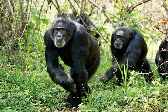 Chimpanzés - Film