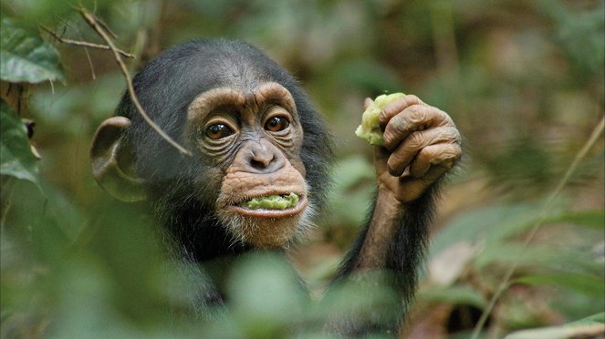 Šimpanz - Z filmu