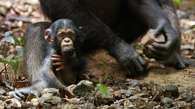 Chimpanzee - Do filme