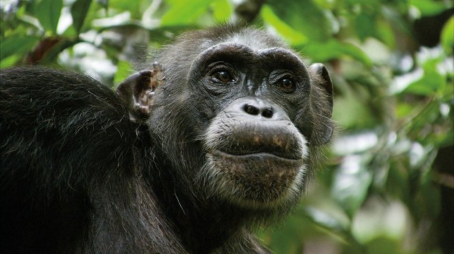 Oscar, a csimpánz - Filmfotók