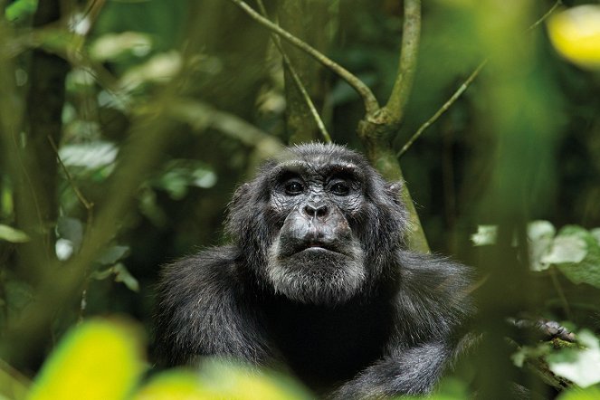 Chimpanzee - Kuvat elokuvasta
