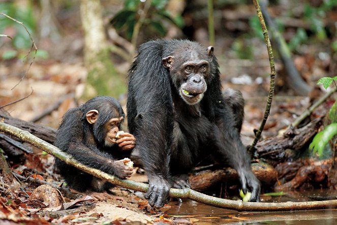 Chimpanzee - De filmes