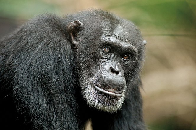 Chimpanzee - Kuvat elokuvasta