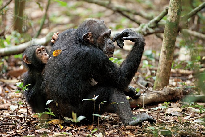 Schimpansen - Filmfotos