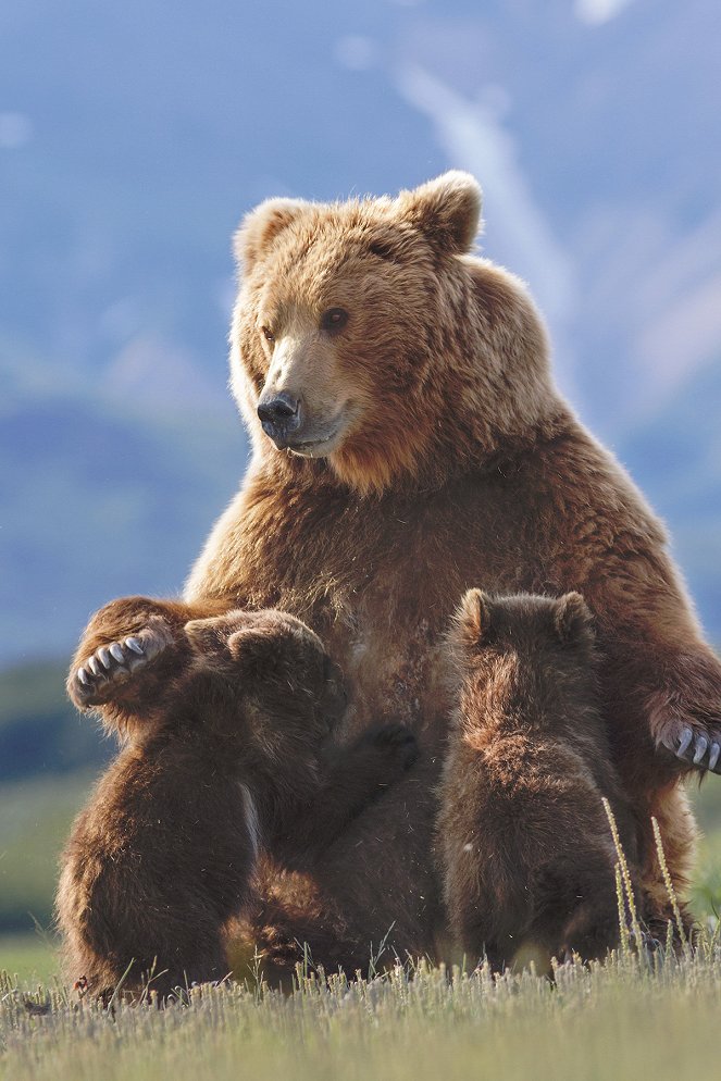 Medvědi - Z filmu