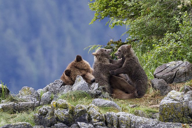Bears - Kuvat elokuvasta